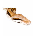 Boa Constrictor t-shirts
