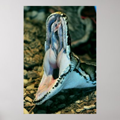 Boa Print by dstewart44