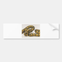Boa Wrap Bumper Sticker