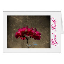 BOAN Bougainvillea Antique Cards