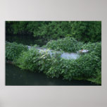 boat at full bloom poster