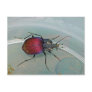 Boat-backed Ground Beetle Postcard.
