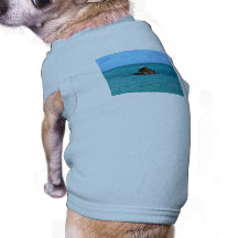 Boat for Sale, Cheap Dog Clothes