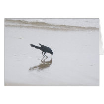 Boat-Tailed Grackle Digging for a Meal Series Cards