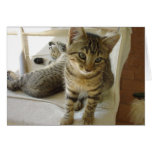 Bob Cat cards
