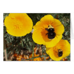 Bob the Big Bumble Bee on California Golden Poppy cards