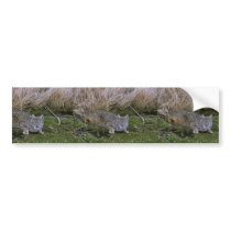 Bobcat Bumper Sticker
