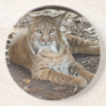 Bobcat Coaster
