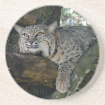 Bobcat Coaster