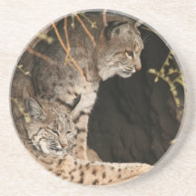 Bobcat Coasters