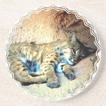 Bobcat Habitat Coasters