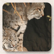 Bobcat Photo Cork Coasters