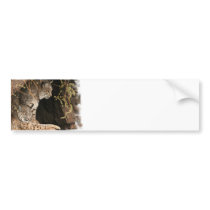 Bobcat Photos Bumper Stickers