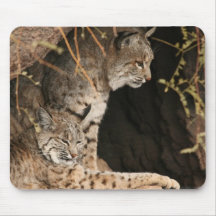 Bobcat Photos Mouse Pad