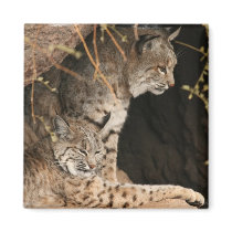 Bobcat Photos Square Magnet