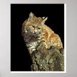 Bobcat sitting on a rock from Junglewalk.com posters