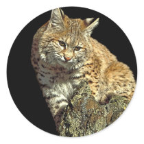Bobcat sitting on rock