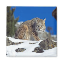 Bobcat Stare Magnet
