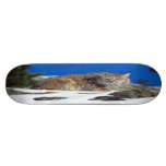 Bobcat Stare Skateboard