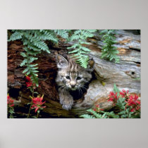 Bobcat-summer-young kitten in hollow log print