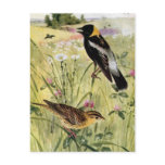 Bobolinks, Daisies and Pink Clover postcards