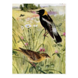Bobolinks, Daisies and Pink Clover Postcard
