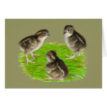 Bobwhite Quail Chicks Greeting Cards