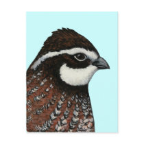 Bobwhite Quail Head