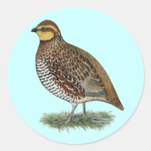 Bobwhite Quail Hen Round Stickers
