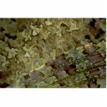 Body and pectoral fin of a Caribbean scorpion fish Photo Sculptures