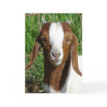 Boer Billy Goat Kid Cards