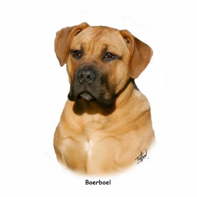 Boerboel 9Y121D-294 Acrylic Cut Out by TraffordPhotos