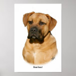 Boerboel 9Y121D-294 Poster