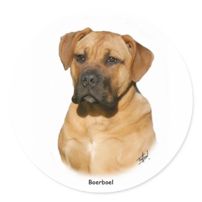Boerboel 9Y121D-294 Round Sticker by TraffordPhotos