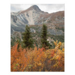 BOFR Boreal Friends Art Photo