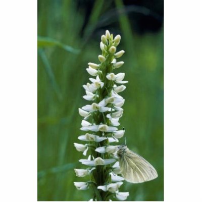 Bog Rein Orchid with Butterfly Photo Cut Out by animalpark