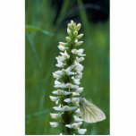 Bog Rein Orchid with Butterfly photo sculptures