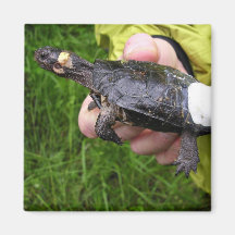 Bog turtle affixed with radio transmitter refrigerator magnets