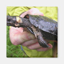 Bog turtle with affixed radio transmitter magnets