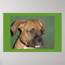 Bogey the Boxer Puppy Posters