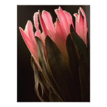 Bold Pink Tropical Protea Flower Photo