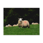 Bold Sheep Postcard