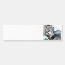 Bold Zebra Bumper Sticker