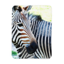 Bold Zebra Premium Magnet