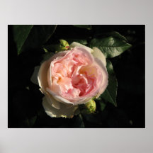 Bolero Hybrid Tea Rose 011 Poster