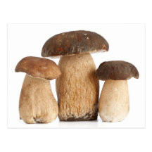 Boletus Edulis PCard Postcard