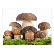 Boletus Edulis PCard Postcards