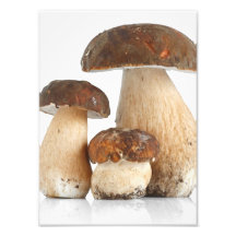 Boletus Edulis Photo Art