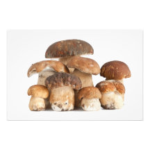 Boletus mushroom photograph