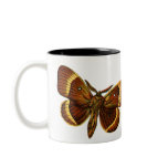 Bombyx quercus male, Bombyx quercus male Coffee Mug